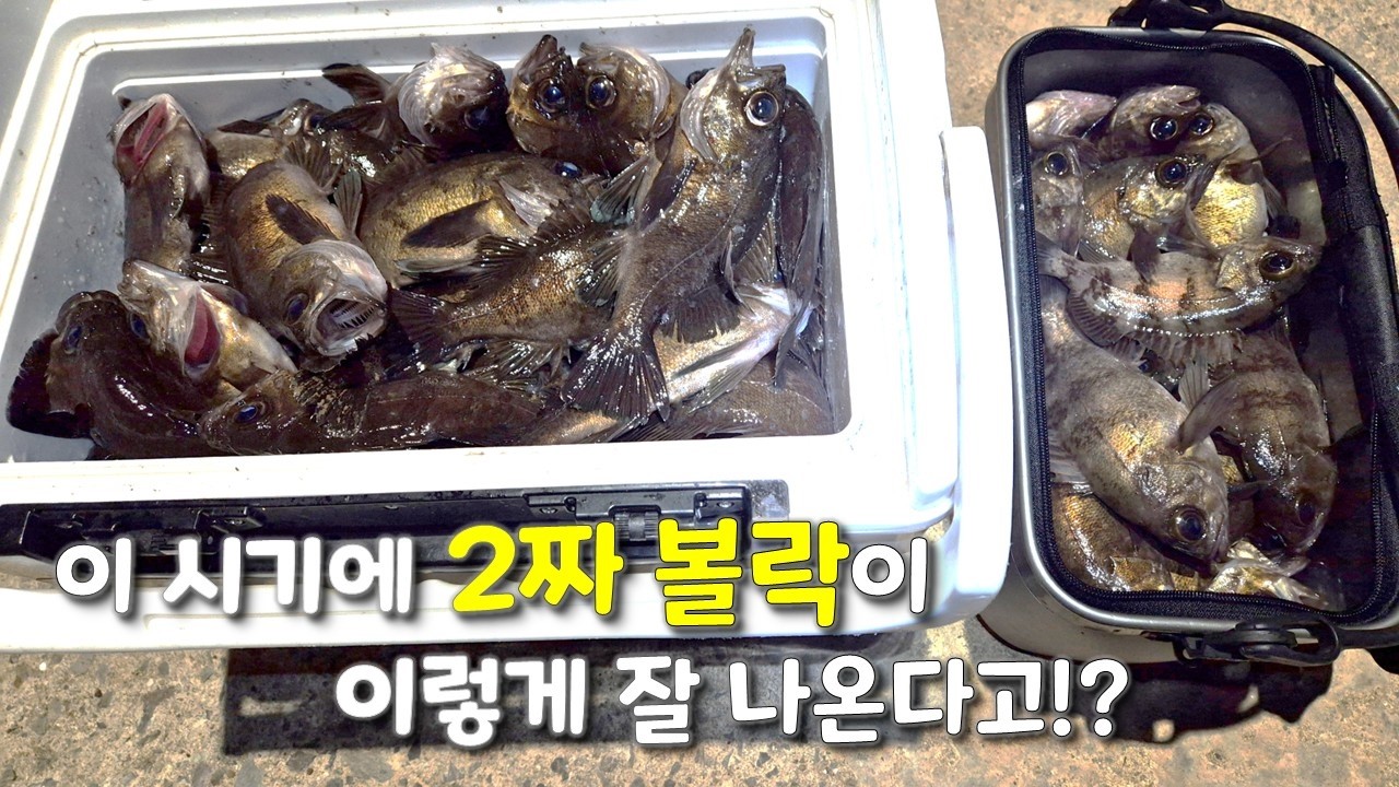 2짜 볼락들이 던지면 물어주네요 (18L+바칸)