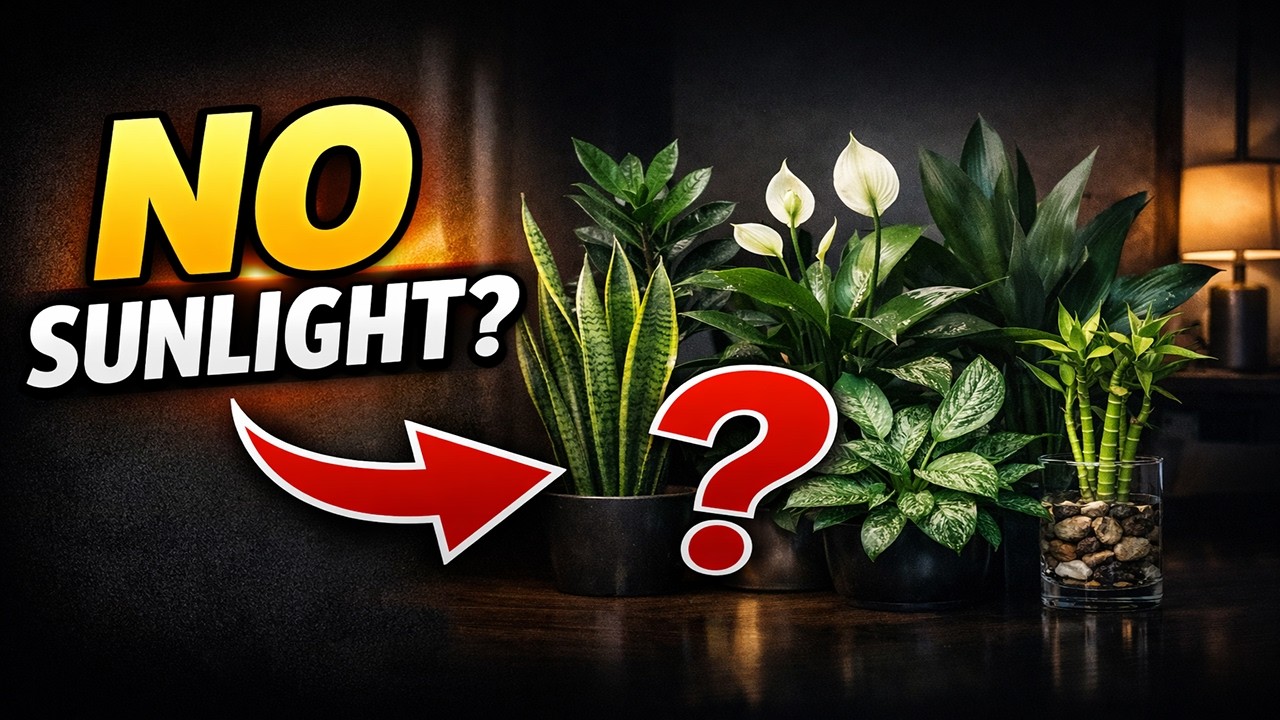7 Indoor Plants That Grow Without Sunlight 😲 | Perfect for Dark Rooms
