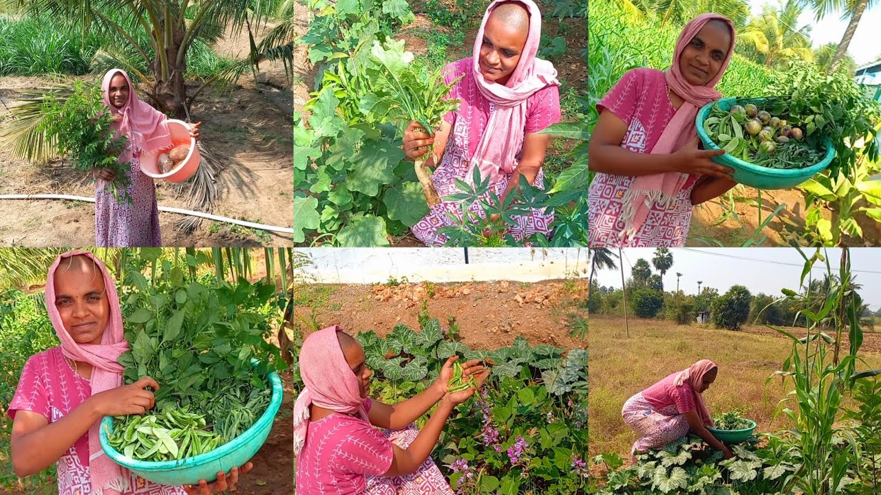 2 வாரத்துக்கு காய் வாங்குற காசு மிச்சம்ங்க🥰🌱🤣🥒🥕🍅🫑🍆|farm fresh vegitables harvesting |#garden #viral 