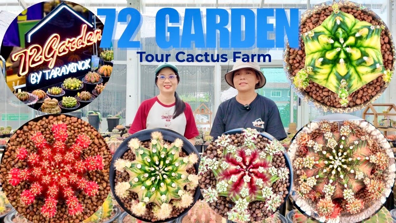 Tour Cactus Farm :🌵🎊 72 Garden Cactus & Succulent near BKK | many beautiful Gymno in Thailand