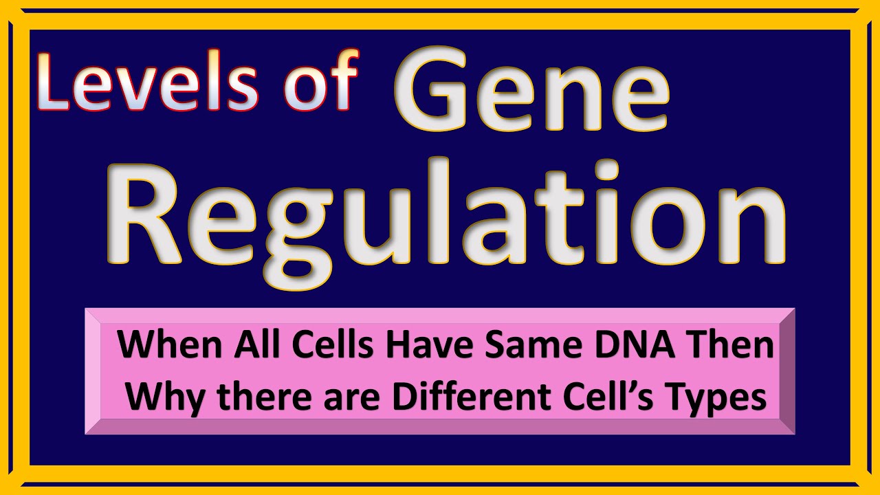 Gene Regulation in Eukaryotes | How genes expression is controlled?