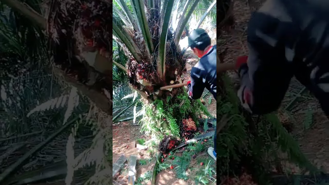 Performa DxP Dami mas lahan berbukit umur 6 tahun #sawit #sawitunggul  #sawitpetani
