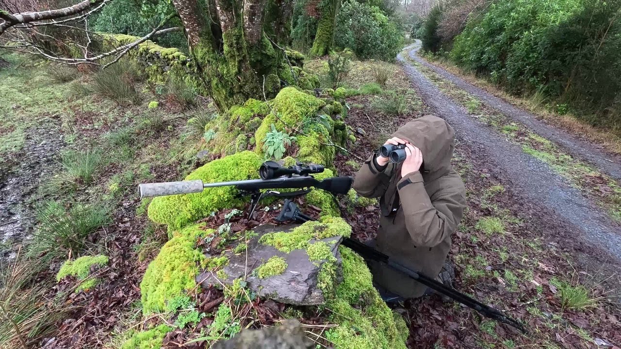 Sika stalking west cork / early morning