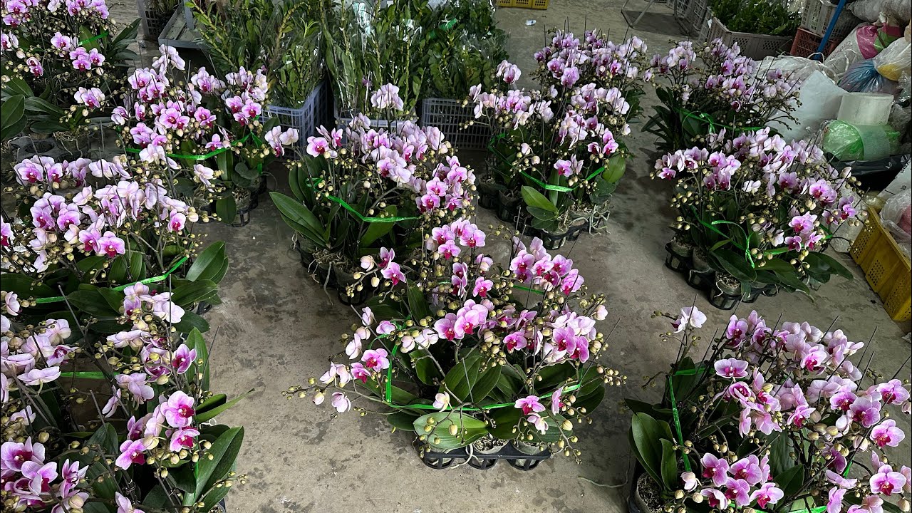 TRƯA 6/1 Đổ bộ hồ điệp Tết và rất nhiều các dòng Lan nụ đẹp sưu tầm..Lh 0393998895/0966121377