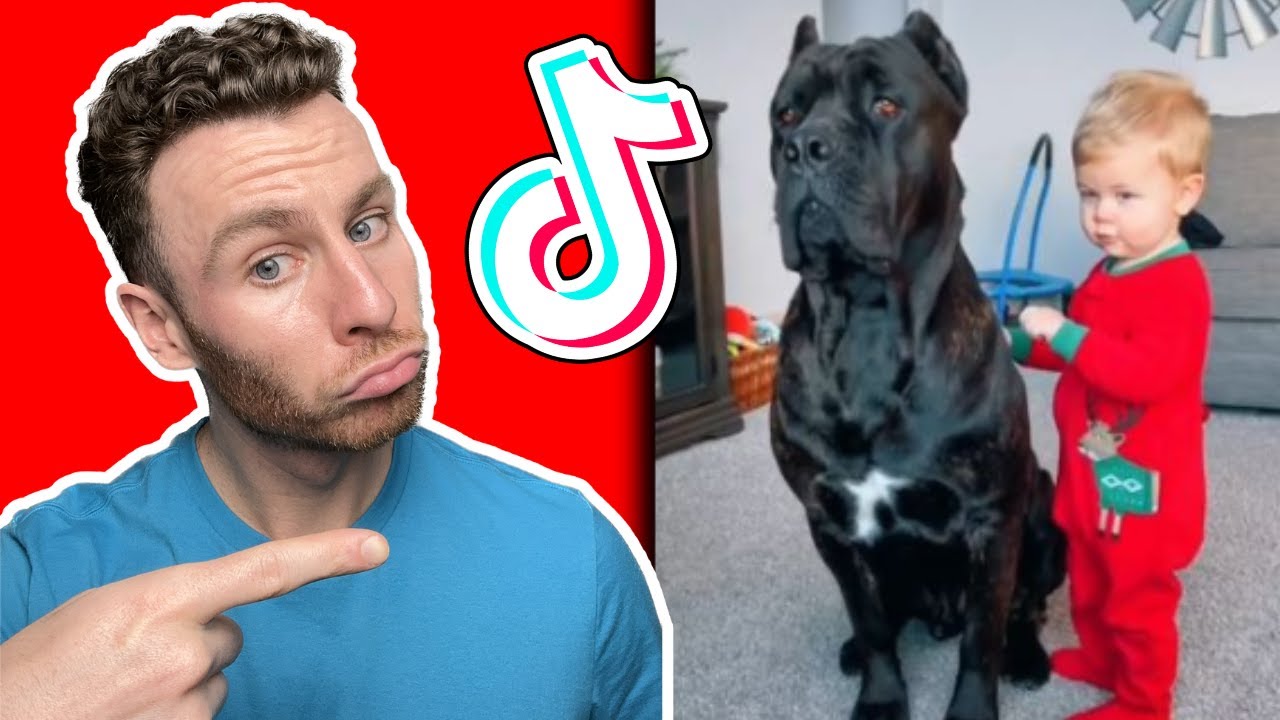 Реакция кинолога на КАНЕ КОРСО в TikTok