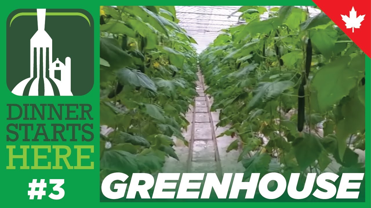Where Your Greenhouse Cucumbers Come From - Farm 3 - Dinner Starts Here