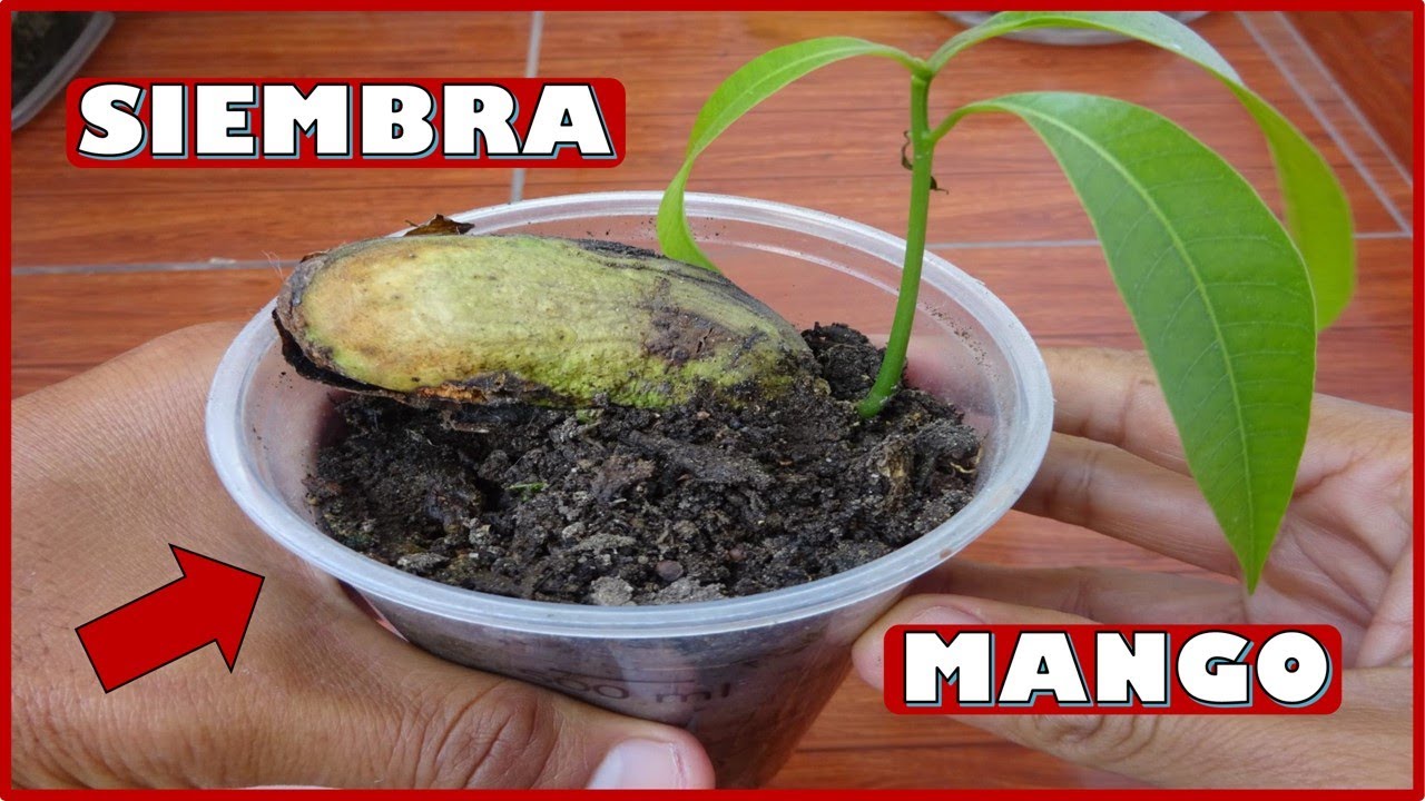 APRENDE A SEMBRAR SEMILLAS DE MANGO: GERMINACIÓN Y CRECIMIENTO