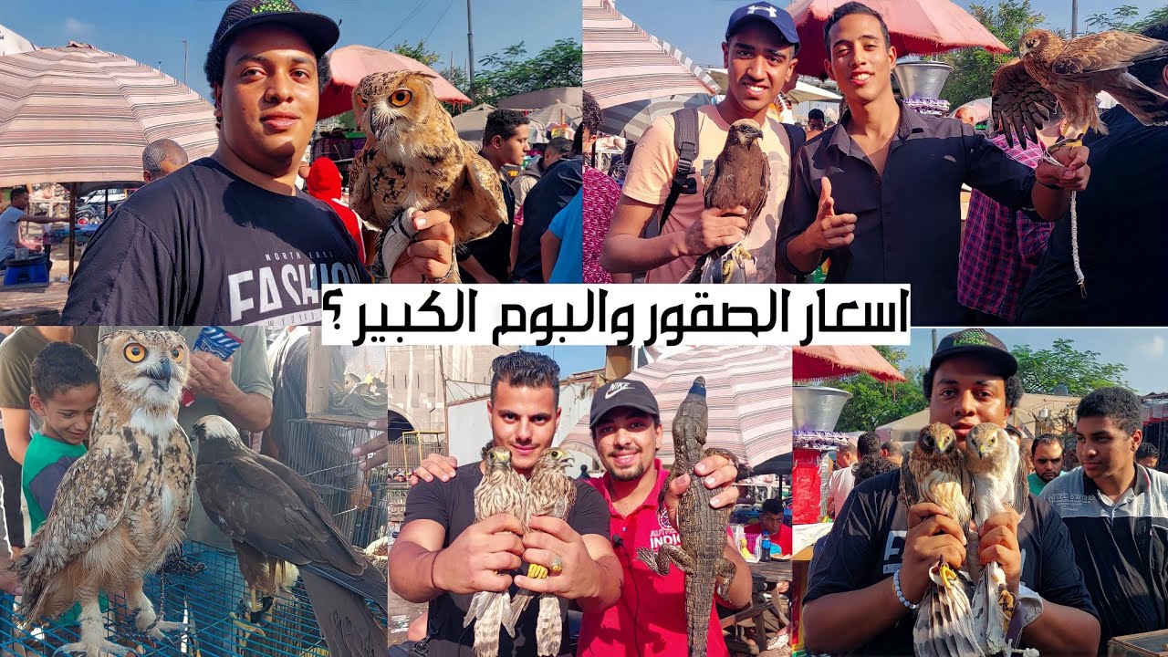 اسعار الصقور والبوم والحدايات والحوامات الكبييرة فى سوق الجمعة بالسيدة عائشة ؟!