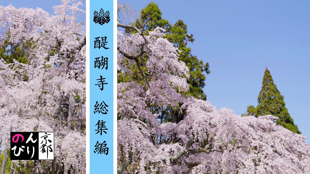 桜満開 醍醐寺総集編 のんびりKYOTO of truth World Heritage Daigoji Temple, cherry blossoms in full bloom