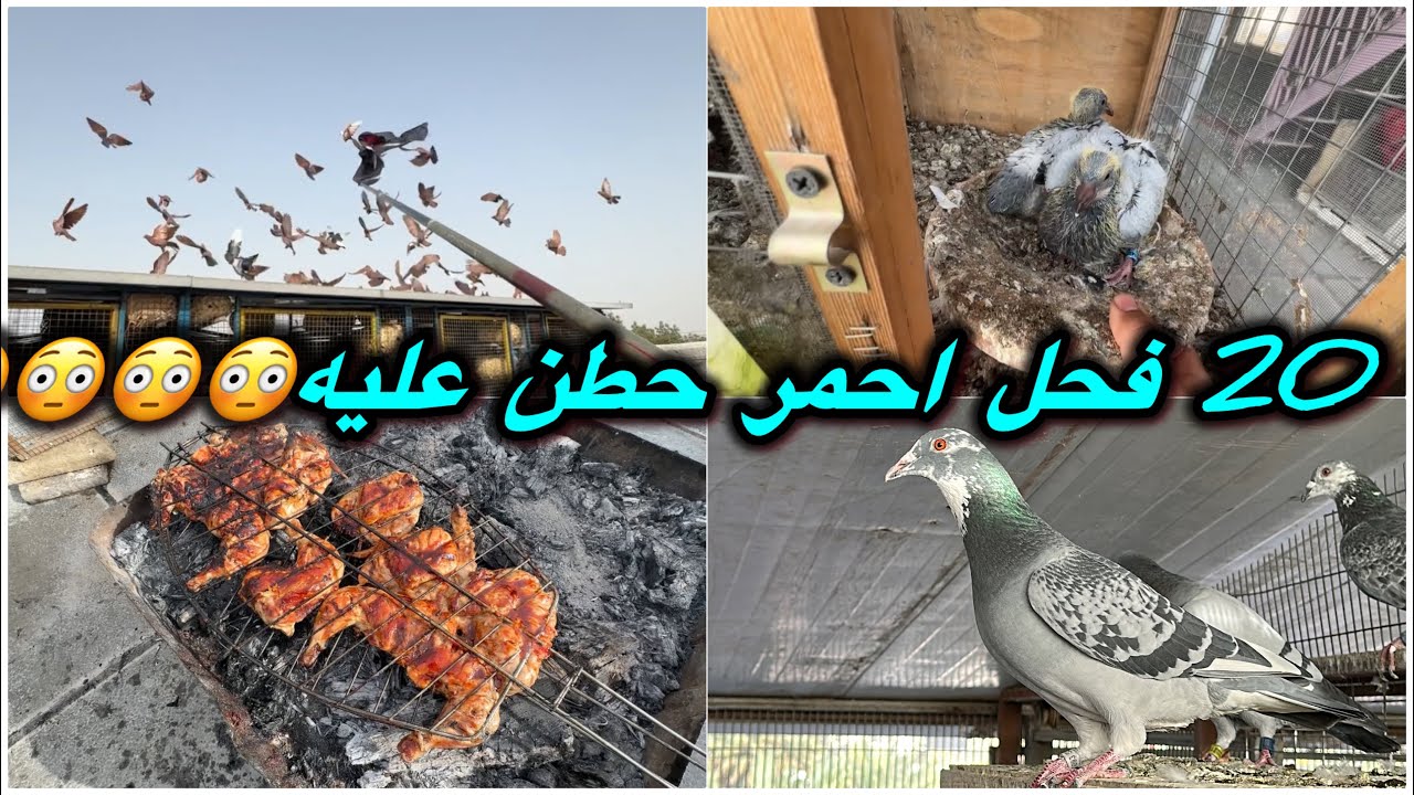 20 فحل احمر حطن عليه😳😳دكيت الغربه ماكو رحمه😍😍