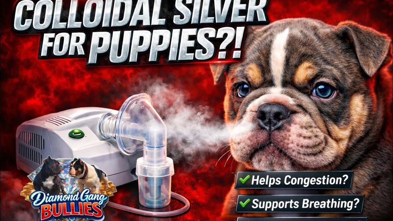 Colloidal Silver for Puppies?! The Truth Breeders Won’t Say!