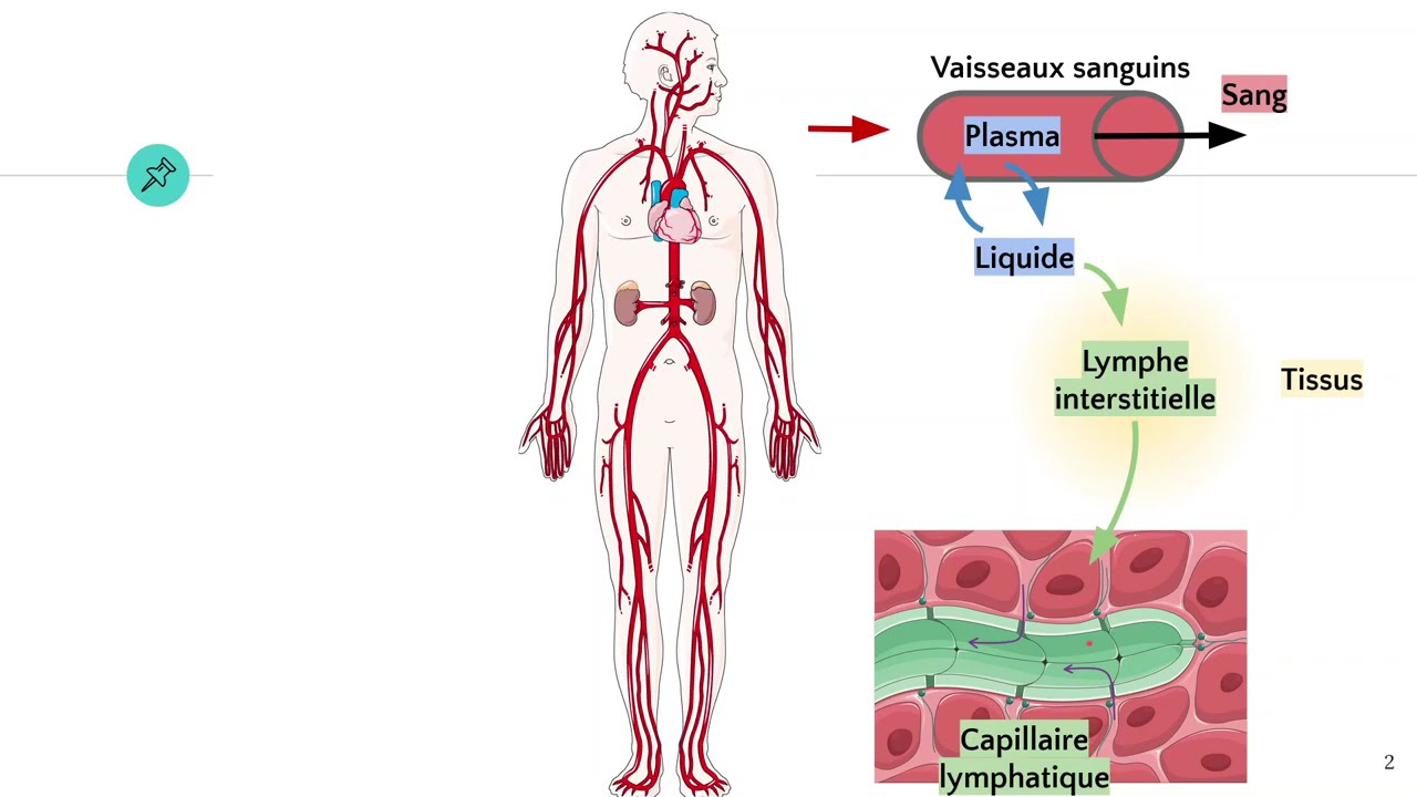 Le système lymphatique 😷