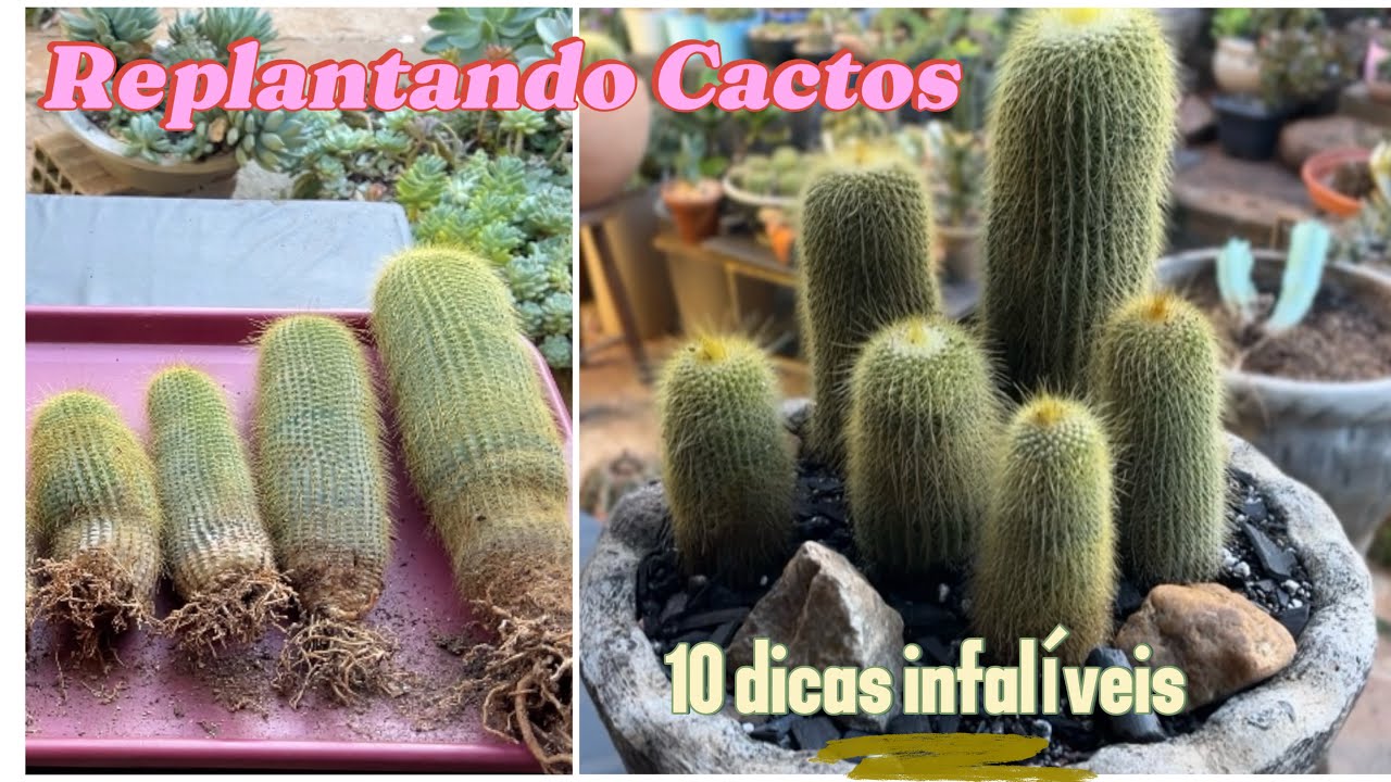 10 Dicas Para o Replante dos Cactos Parodia Leninghausii