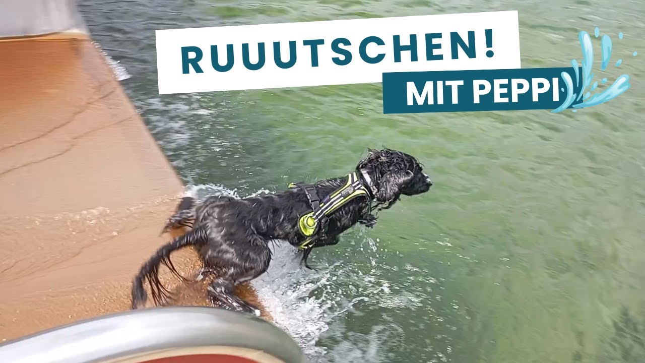 Peppi trainiert für Top Dog Germany 2026! #peppitheworkingcocker #frompuppytopro #topdoggermany