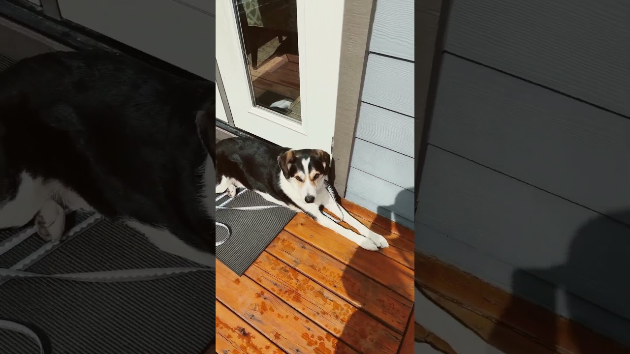 Sunshine #dog