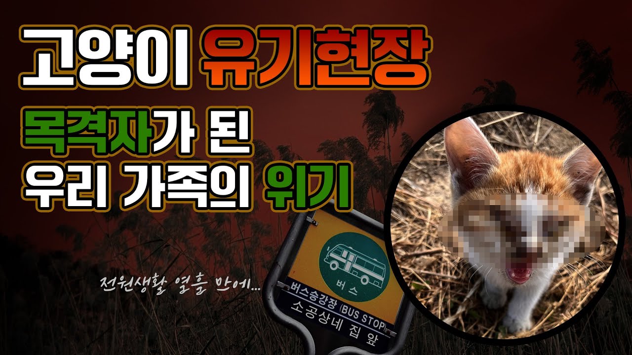 [유기묘 임보] 전원 생활 시작과 동시에 우리 가족의 일상을 무너뜨린 '불청객'