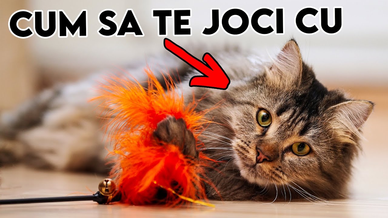Cele Mai Bune Moduri In Care Sa Te Joci Cu Pisica Ta (Imi Arat Fata)