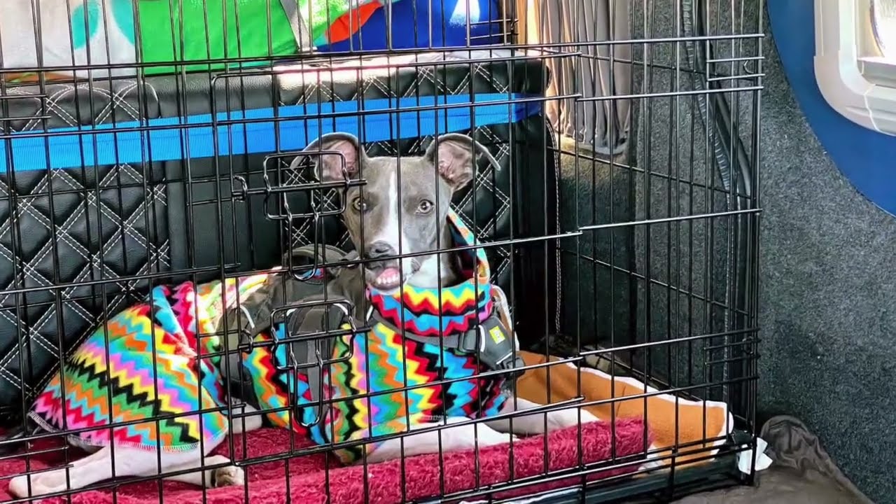 Getting Your Whippet Puppy To Sleep And Give-away Results