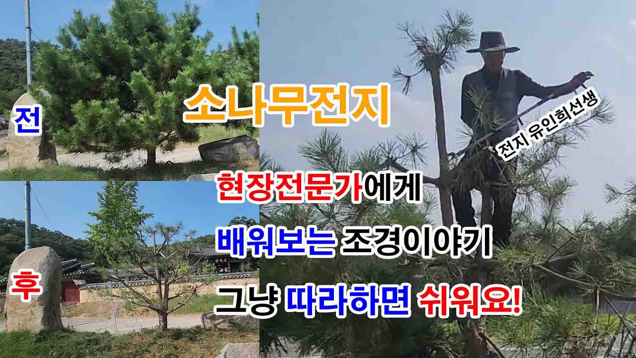 풀영상 바로가기 #소나무 #전지 #정지전정 현장 전문가의 생생한 작업 모습을 보면서 배워 보세요 #조경과구들장 #귀농 #귀촌 #귀농귀촌 #전원주택 #정원