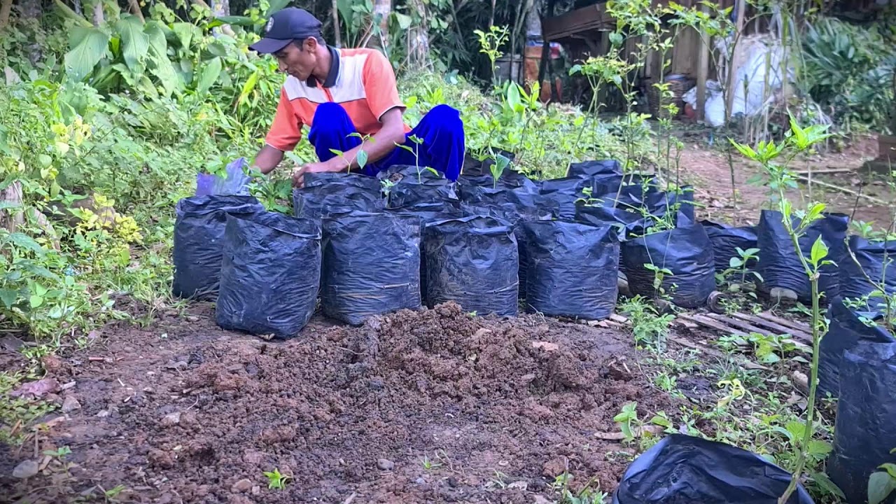 Container Gardening: Planting Chilis in Polybags #RuralAgriculture #TraditionalFarming