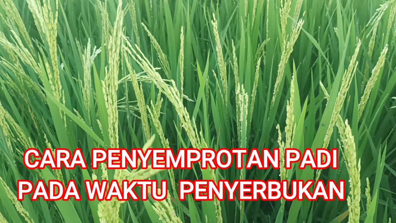 CARA PENYEMPROTAN PADI PADA WAKTU PENYERBUKAN