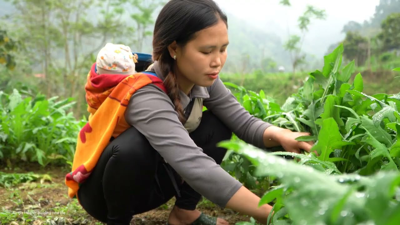 Single mother: Harvesting green vegetables to sell - Cooking fried eggs to eat with her young son