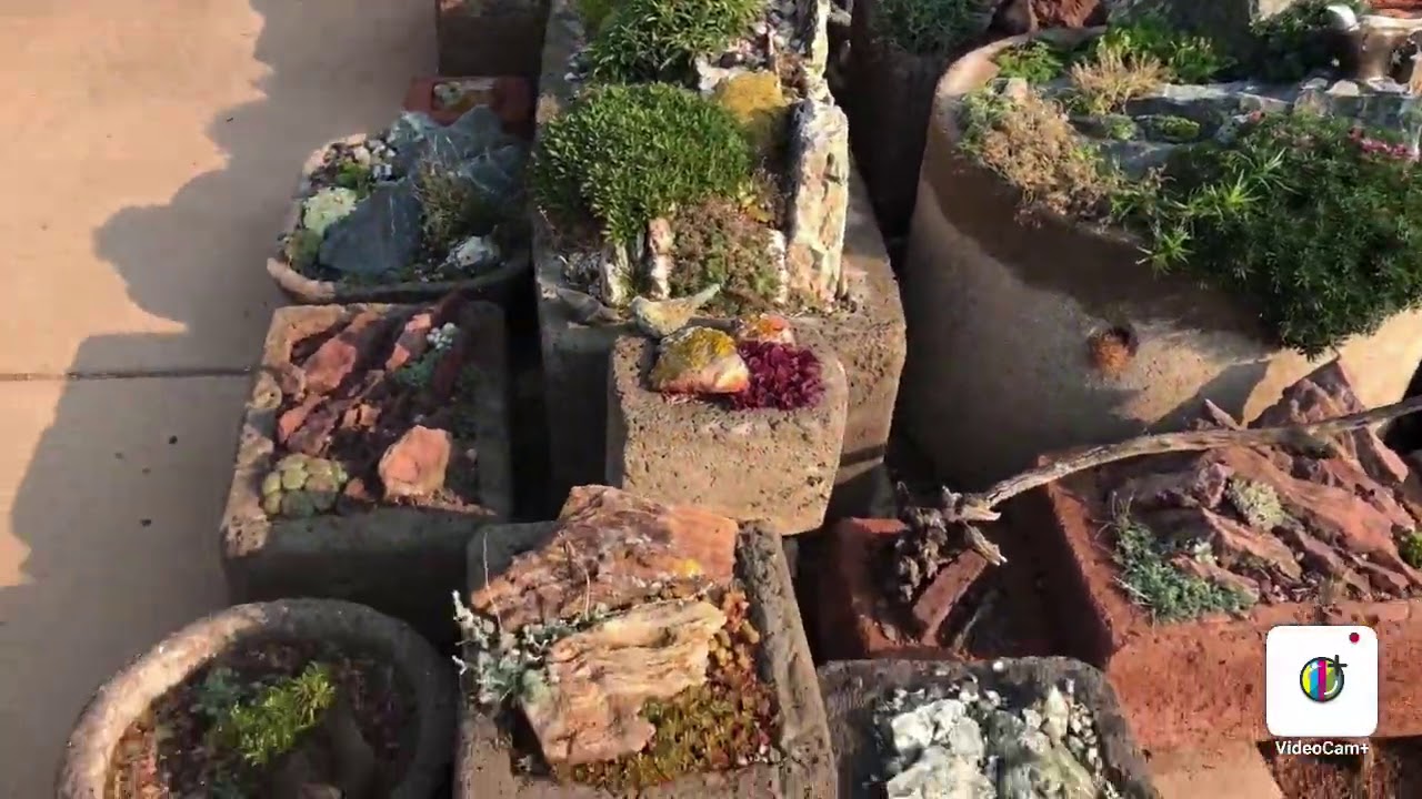 Domenique Turnbull Rock and Crevice Gardens