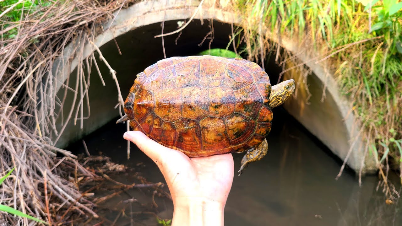 新種か！？岐阜の用水路で図鑑に載ってないカメを捕獲しました