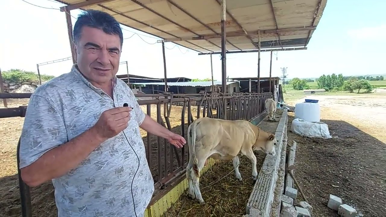 En İyi Et Tutan Besi Hayvanı PİEMONTESE