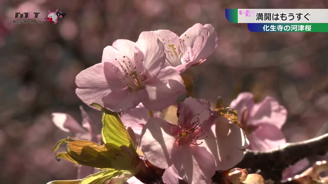 化生寺の河津桜