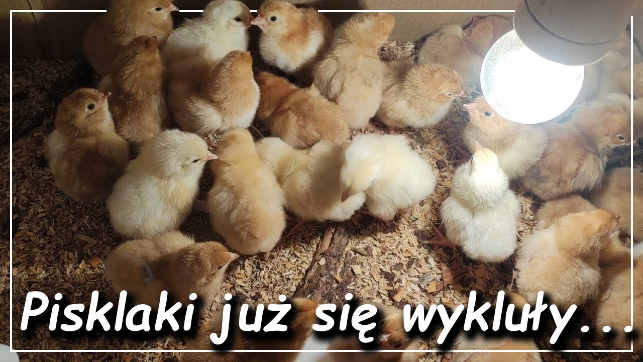 Pierwsze pisklaki już są | Inkubacja luty 2021 | Podchowalnik dla kurczaków