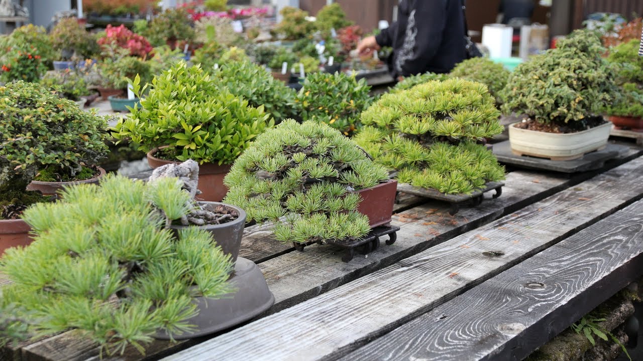 Bonsai Shohin - S1 ep1 : Hiroyuki Tanibata - Syoukaen