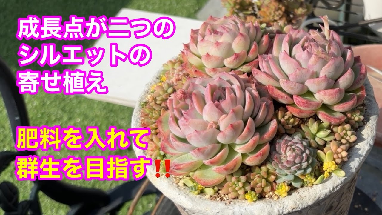 【Vlog268】成長点が二つのシルエットの寄せ植え/肥料を入れて群生を目指す‼️