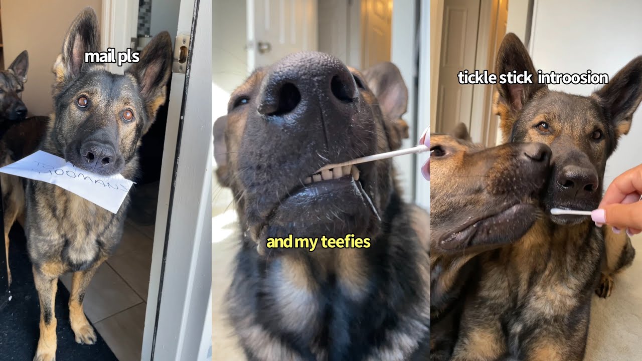 Dogs Get DNA Test