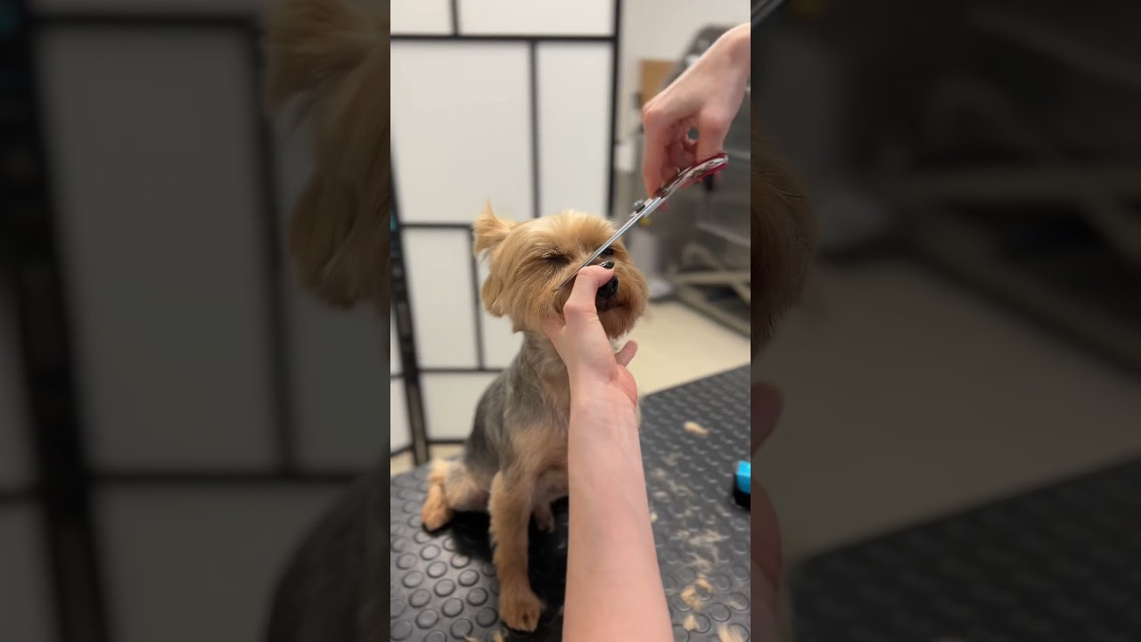The most requested Yorkie haircut at my dog salon