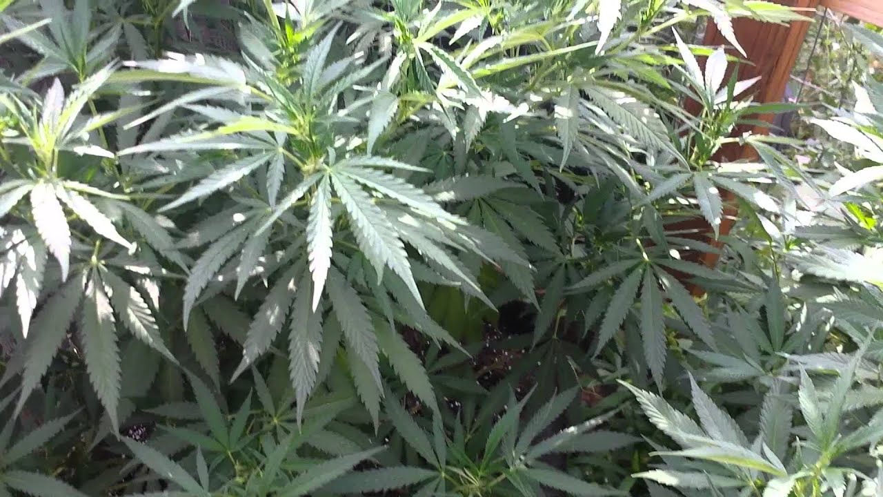 Outdoor Update - Day 1 of Flower