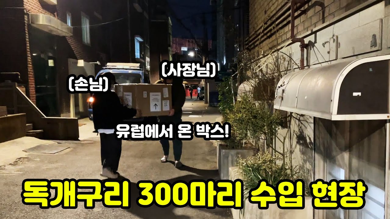 유럽에서 온 개구리들 수입현장 급습했습니다ㄷㄷ