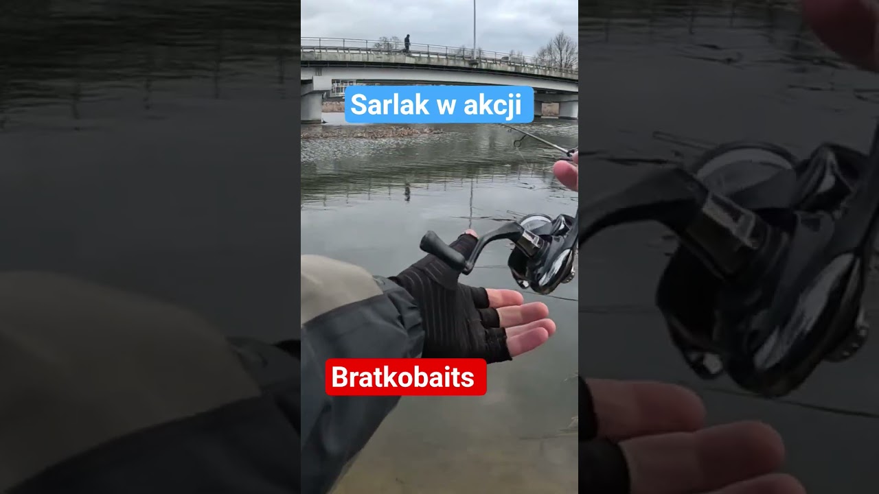 Sarlak w akcji przynęta nr.1 pod UL @Bratkobaits #ماهیگیری فوق سبک #ماهیگیری #دستساز