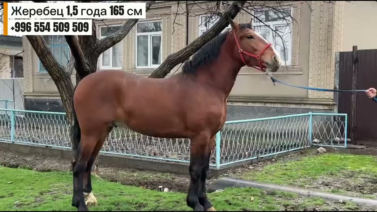 Жеребец польский + белоруский 1,5 года 165 см +996 554 509 509 