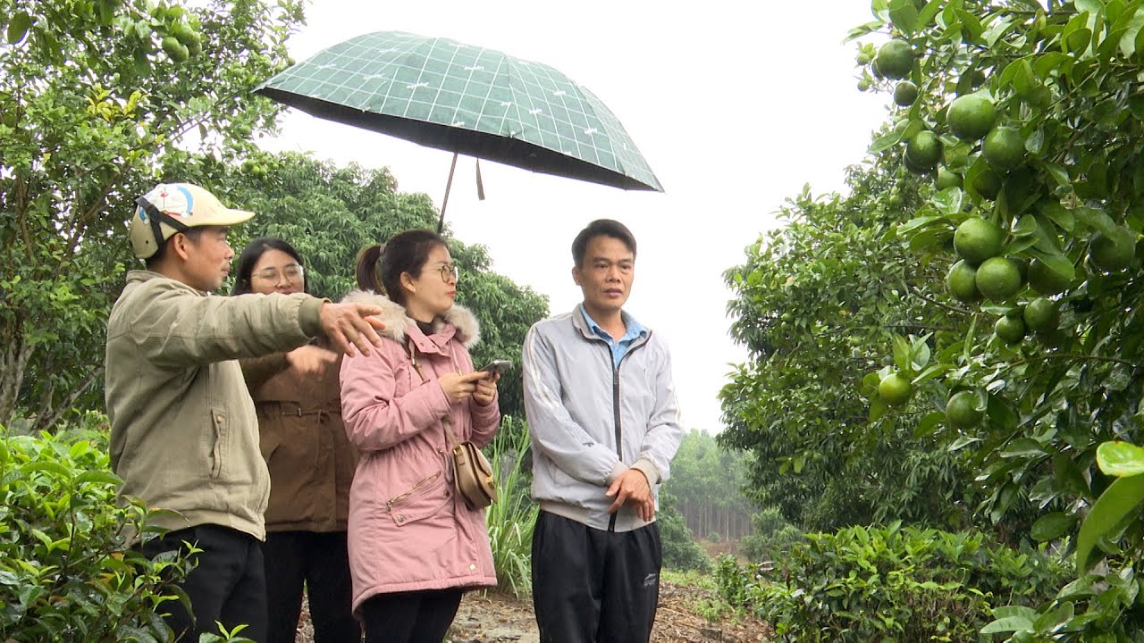 PS 18 1  Hiệu quả việc cải tạo vườn tạp ở Hùng An