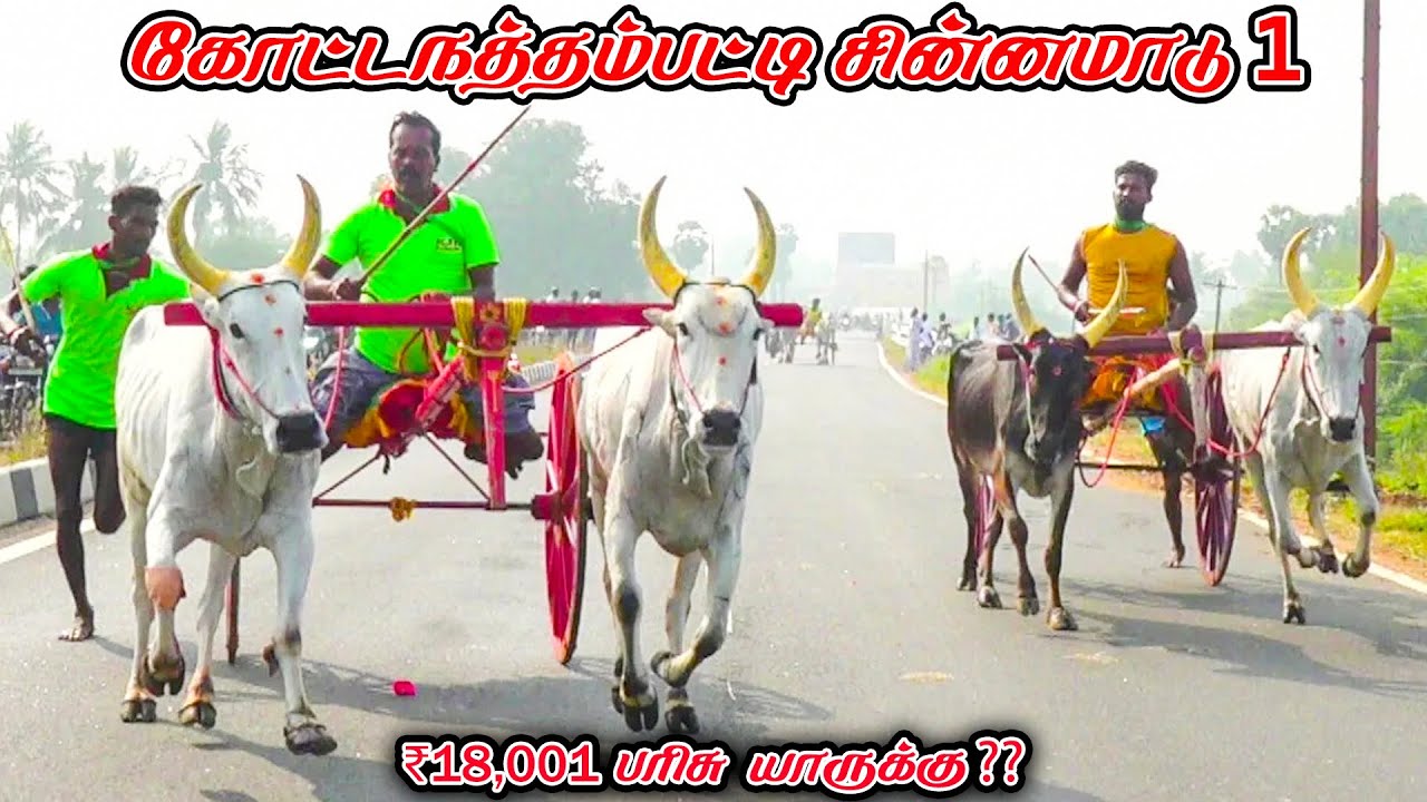 1கோட்டநத்தம்பட்டி-சின்னமாடு-பந்தயம்_08.02.2026_V_Photography