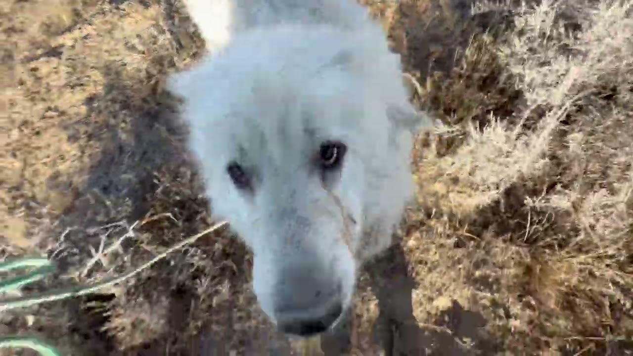 Blanco@Landracefarmlgdrescue 
