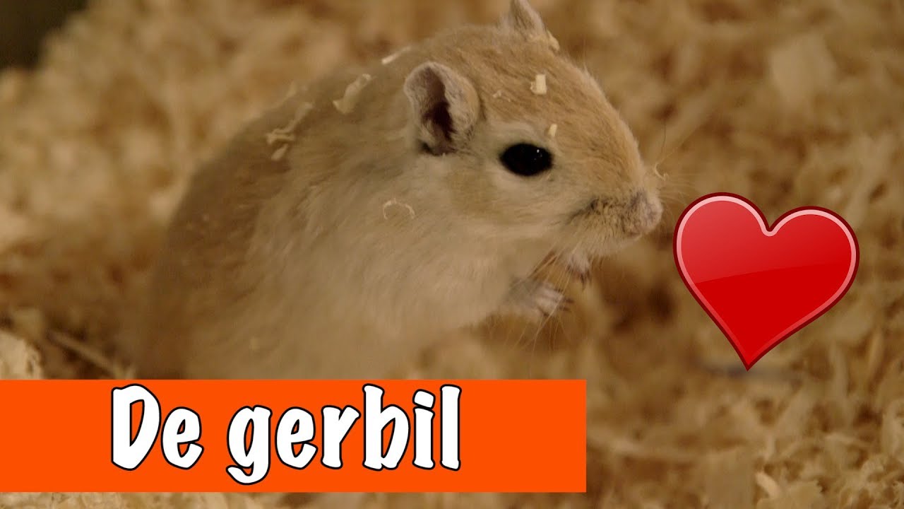 De gerbil! Een schattige woestijnrat  | DierenpraatTV
