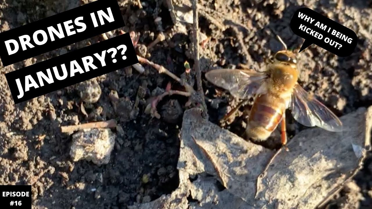Beginner Beekeeping in Texas Episode 16.. 1st Inspection 2021