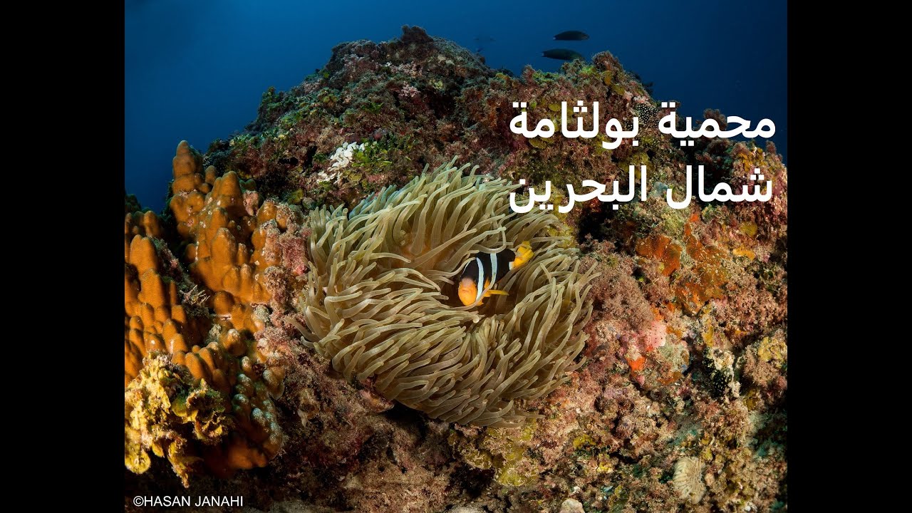 لقطات غاية في الروعة  من  محمية بولثامة - البحرين Underwater shots from Bulthama - Bahrain 🇧🇭