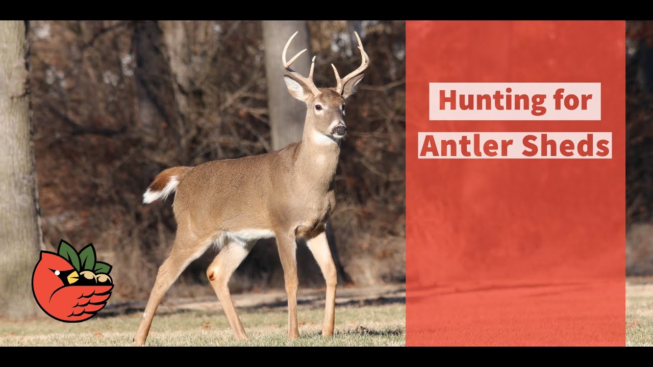 Hunting for Antler Sheds