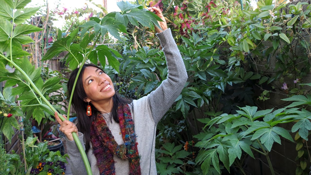 How Ashitaba Rare Herb Grows