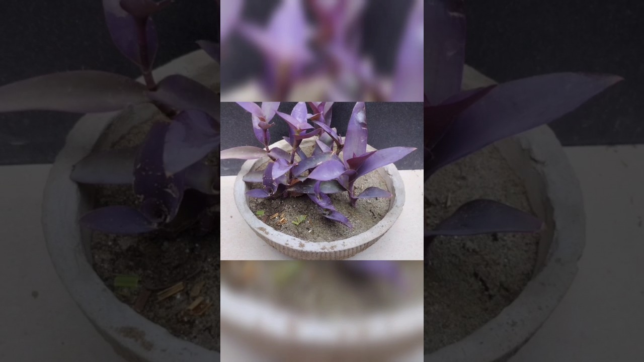 How to propagate purple heart plant from cutting#shorts
