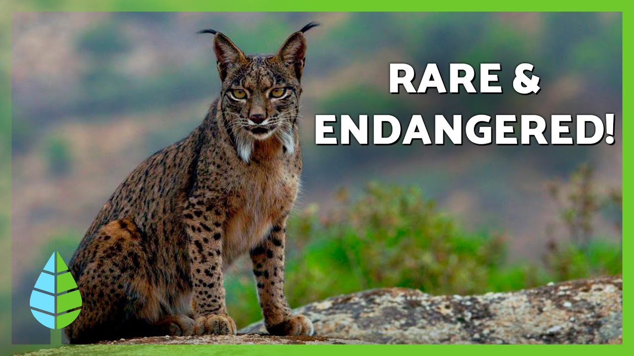10 Fascinating Facts About the Iberian Lynx 🐱 | Is It Facing Extinction?