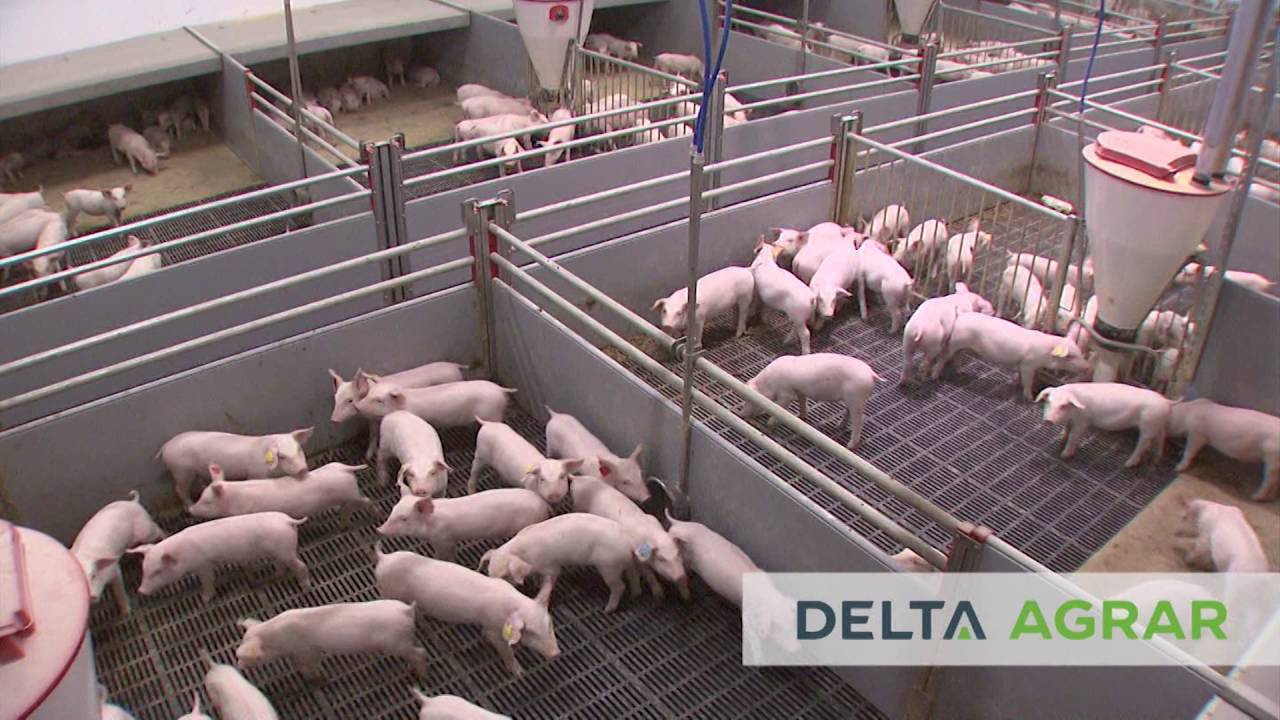 Predstavljamo vam farmu svinja „Napredak“ – prototip farme iz budućnosti